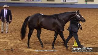 2023 Nutrena AQHA World and Adequan Select World Select 2YearOld Stallions [upl. by Nivrehs782]