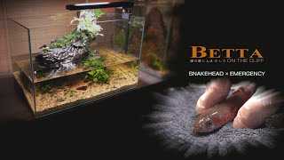 Make Betta Aquaterrarium l Three Years Ago l Snakehead Happened EMERGENCY Must See The END [upl. by Inalawi]