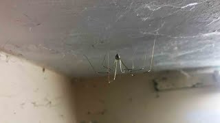 Asian Daddy Long Legs spiders 🕸🕷🏠🌃👻🕶🎆🔊🎛 [upl. by Neron327]