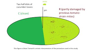 Learning in the TwoSpotted Spider Mite Tetranychus urticae [upl. by Lenni]