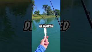 Let’s catch the BIGGEST fish we possibly can 🐟🎣 bassfishing fishing [upl. by Willard]