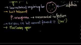 Pseudomonas aeruginosa introduction [upl. by Chuch]