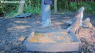 A hawk attacked a squirrel and then this happened [upl. by Ecyaj]