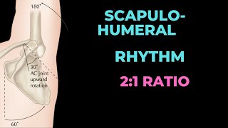 What is ScapuloHumeral Rhythm 21 ratio [upl. by Shellans28]