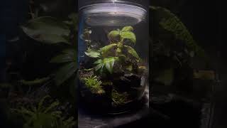 Tiny Ecosystem In A Jar youtubeshort terrarium foryou [upl. by Ailices]