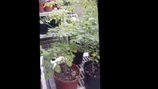 Moringa Cuttings and Root Development [upl. by Tonneson]