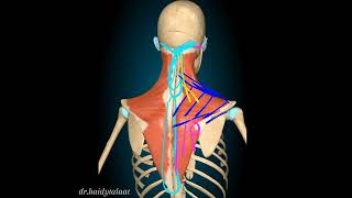 anatomy of upper limb  trapezius ms [upl. by Ruder845]