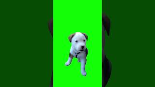 Puppy Barking Meme Green Screen [upl. by Phira]