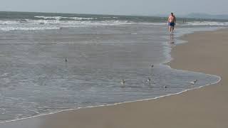 Birds feeding on bivalves [upl. by O'Meara]