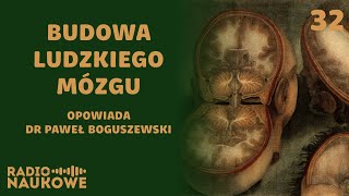 Czy mózg jest jak cebula O budowie najważniejszego organu  dr Paweł Boguszewski [upl. by Dorothea]