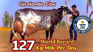 World Record Highest Milking GIROLANDO Cow 127 KG  Guinness World Record  Full Detailed Video [upl. by Skvorak232]