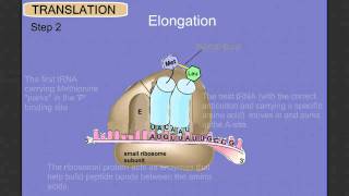 Protein Synthesis Stage 2 Translation [upl. by Kery]