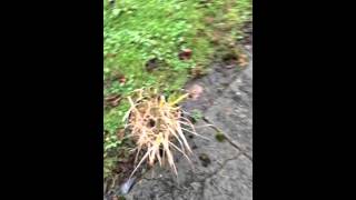 Caring for ornamental grass in winter [upl. by Anoel]