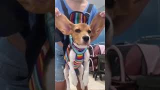 Song For Little Beagle 🥰 beagles beaglelovers doglovers [upl. by Jovita321]