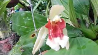 Coelogyne speciosa  species orchid native to Indonesia and Southeast Asia [upl. by Meer]