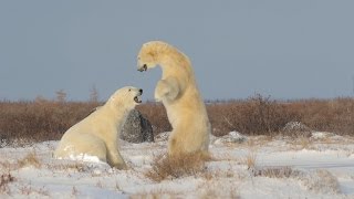 Giant Polar Bears playing in the snow דובי קוטב ענקיים בהאבקות Isbjørn [upl. by Anitsuga]