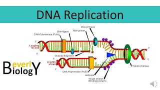 DNA replication [upl. by Hairu]