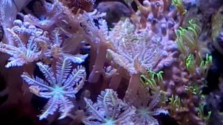 clavularia coral [upl. by Gravante694]