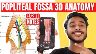 Popliteal Fossa Anatomy 3D  anatomy of popliteal fossa  popliteal fossa contents anatomy [upl. by Jeane]