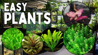 These 12 Aquarium Plants are the Easiest to Grow [upl. by Enimajneb949]