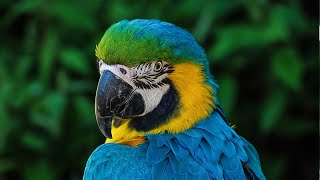 Blue and Gold Macaw  Blue and Gold Macaw sounds  Blue and Gold Macaw calls [upl. by Kcire]