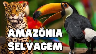 AMAZÔNIA SELVAGEM  Documentário  ANIMAIS DA AMAZÔNIA  Vida Selvagem [upl. by Amend]