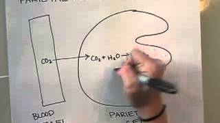 How do parietal cells make hydrochloric acid hcl in the stomach 2 [upl. by Hsina]