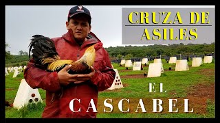 Gallos ASILES y ORIENTALES son mejores en cruza con otras razas  RANCHO EL CASCABEL Jorge Gómez [upl. by Htiekal259]