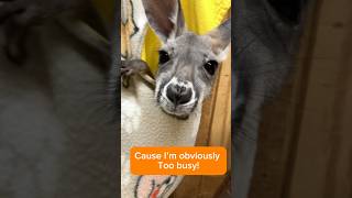 Kangaroo conversations… Come feed them at Ocoee Riverside Farm kangaroo animals [upl. by Rosmunda254]