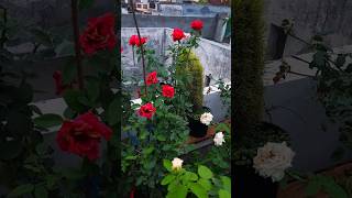 Monsoon terrace garden overview  hibiscus rose bougainvillea flowering plants  gardening [upl. by Enrobso]