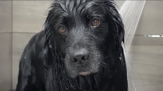 The rare Black Golden Retriever [upl. by Adolphus]