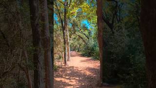 🌿 Beneath Oak Trees 🌿 Austin TX ATX DylanGossettMusic [upl. by Glory]