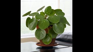 Growing the Chinese Money Plant Pilea peperomioides [upl. by Jilleen631]