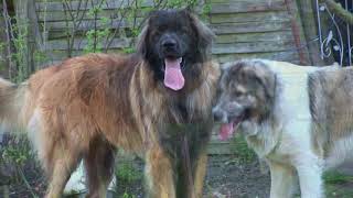 Kaukasischer Owtscharka und Leonberger [upl. by Rednael268]