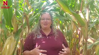 Push Test for Corn Stalk Rot  N Field Observations [upl. by Rotsen]