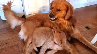 Golden Retriever Dad Tells Daughter Playtime is Over [upl. by Grannie424]