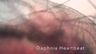 Daphnia Waterflea heartbeat [upl. by Bazil]