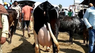 Modern Dairy Farm  Top Quality Holstein Friesian Cows  HRM DAIRIES  in Pakistan by Mukkram [upl. by Adnolehs]