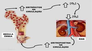 Diagnóstico laboratorial da Anemia Ferropriva  Entendendo a doença e como prevenila [upl. by Ahseer]