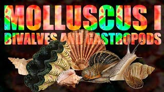 Mollusca I  Bivalves and Gastropods [upl. by Anuaik]