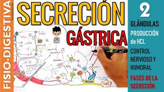 FISIOLOGIA de la SECRECION GASTRICA Glándulas Producción de HCL ESTÍMULOS Fisiología Digestiva 2 [upl. by Ednyl]