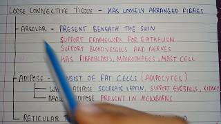 Loose connective tissues  areolar tissue location  adipose tissue location  reticular tissues [upl. by Fenny]