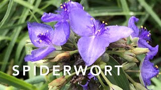 Spiderwort  Florida Native Plants Landscaping [upl. by Dnumyar]