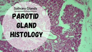 Parotid Gland  Histology of Salivary Glands [upl. by Ahsaercal636]