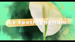 Spathiphyllum  Plantation arrosage conseils dentretien [upl. by Nyrahs]