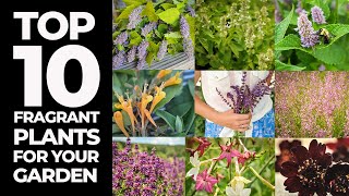 Top Ten Fragrant Plants for your Garden [upl. by Rachelle792]