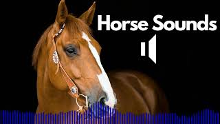 Horse Sound Effects Neigh  Galloping  Snort  Eating  No Copyright [upl. by Primrosa480]