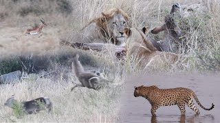 LIONS hunt WATERBUCK as LEOPARD watches [upl. by Ardek]