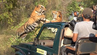 Taru vs Shambhu Part 1 wildlife tadoba forest tiger safari fight fighting [upl. by Nnaj]