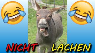 VERSUCHE NICHT ZU LACHEN  🤣🤣🤣 33 [upl. by Gellman201]